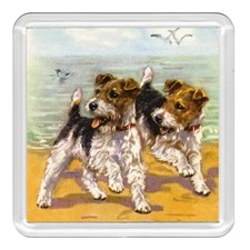 Wire Fox Terrier Dogs Dog