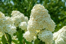 Hydrangea Limelight 3L Large
