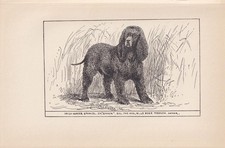 1900 IRISH WATER SPANIEL Dog Print - Antique - R. H. Moore - 8.6 x 5.6 Inches