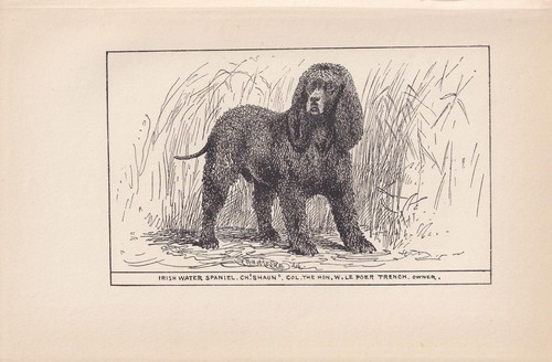 1900 irish water spaniel - irish,