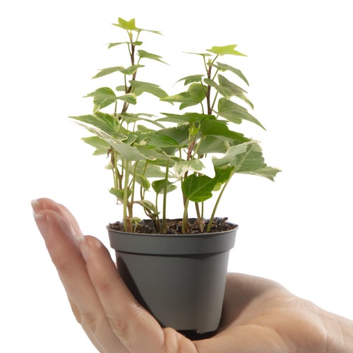 Baby english ivy hedera helix - english,