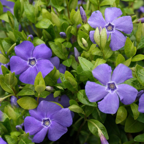 Periwinkle blue vinca - x,