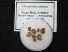 Pennyslvanian ammonite goniatite fossil cephalopod micromorph Metacoceras 1/bid