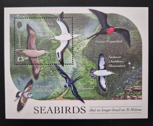 Helena 2025 seabirds - 2025, / seabirds