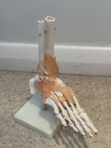 Life sized anatomical foot - life,
