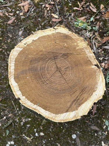 One green laburnum wood - laburnum,