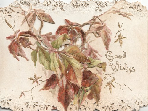 Virginia creeper leaves