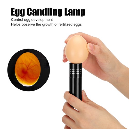 Hatching eggs light egg - eggs,