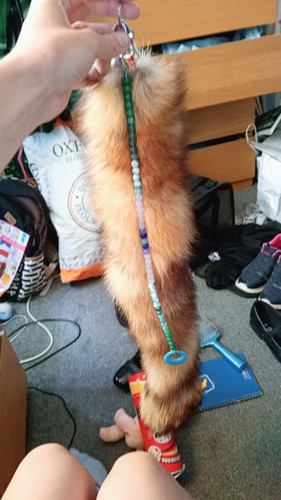 Taxidermy red fox - taxidermy, (real
