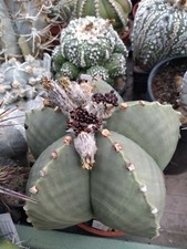 Astrophytum Myriostigma Nudum