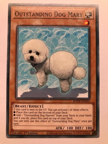 Outstanding dog mary - dog,