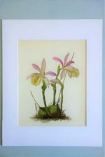 MATTED 11x14 Original Vintage Kaplicka ORCHID Painting Print PLEIONE