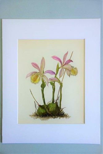 Matted 11x14 original - 11x14, vintage