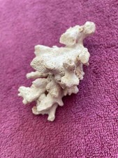 Natural dead coral white - dead,