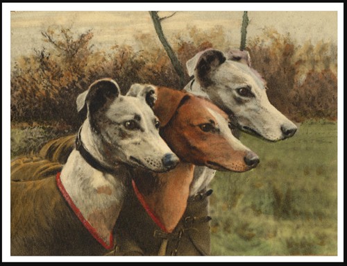 Whippet three dogs - whippet,