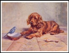 COCKER SPANIEL AND BUDGERIGAR