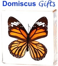 3" New! MONARCH Tiger Stripe