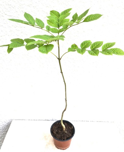 Ash tree potted - tree,, potted,
