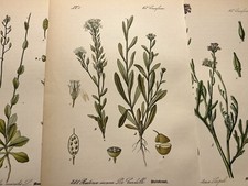 Illustration 1886 Pictures Lithograph Flora Botanica Flower Plant Fruit Antique