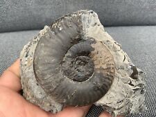 Grammoceras sp. Jurassic