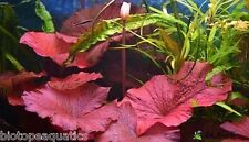 NYMPHAEA RUBRA Red Water Lily lotus bulb live aquarium plant tropical fish betta