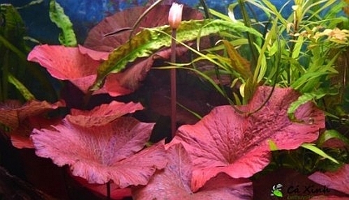 Nymphaea rubra red water lily - red,