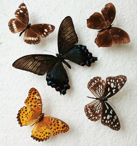 Butterfly collection set x5 - ,