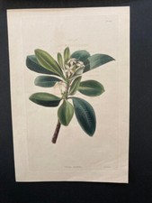 Cerbera laurifolia hand coloured botanical George Cooke Ceylon