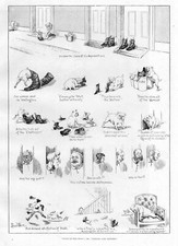 LOUIS WAIN DOG CHEWING ON