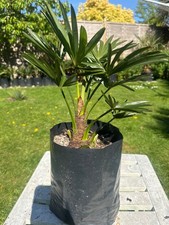 Trachycarpus  Wagnerianus palm