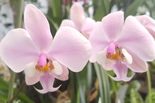 Rare Phalaenopsis schilleriana orchid plant FS ,not in bloom