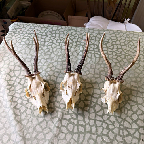 Real roe deer - skulls, with