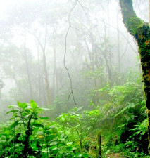 Natural Soothing Relaxing