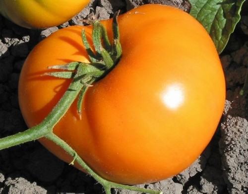 Russian beefsteak massive - russian,
