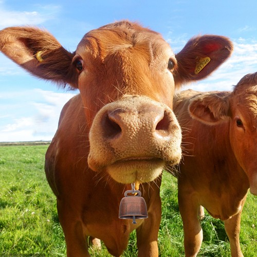 Cow sound noise maker vintage - noise,