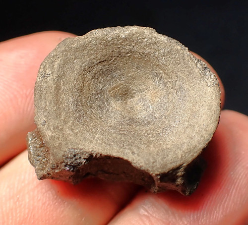 Fossil ichthyosaur bone