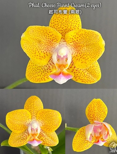 Phalaenopsis cheese burnt - phalaenopsis,
