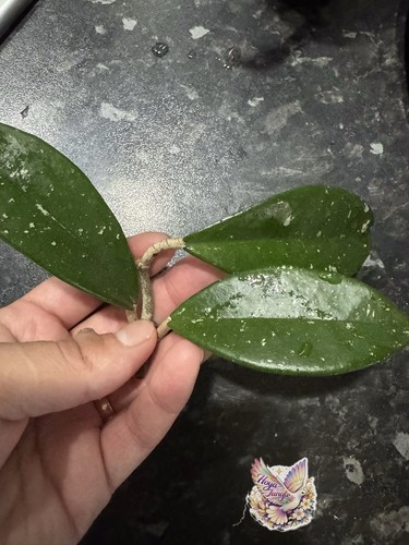 Hoya carnosa ah074 fresh - hoya,
