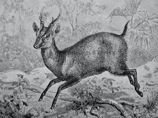 c1894 Antique Deer Print INDIAN MUNTJAC DEER Royal Natural History by Lydekker