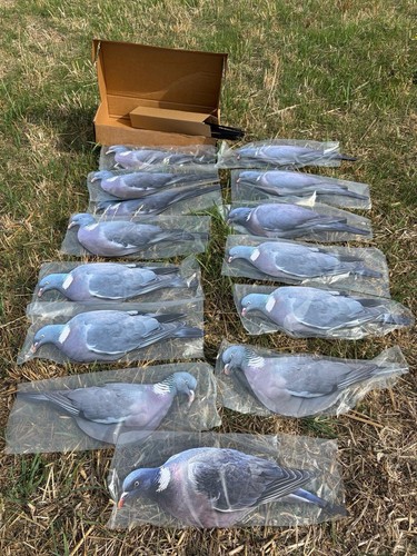 Set wood pigeon - of,