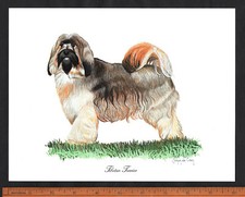 Tibetan Terrier Stunning 10 x 8 Belgian Delhaize Trade Card Print 1990s Dog