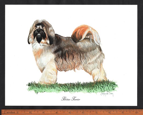 Tibetan terrier stunning - tibetan,