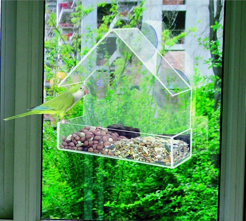 Hanging window wild - wild, bird