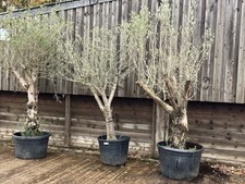 Olive Trees 10ft in Pots