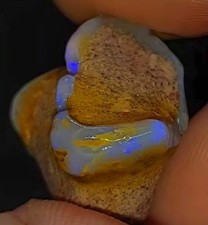 Opalised 2x Shells Clam Fossil