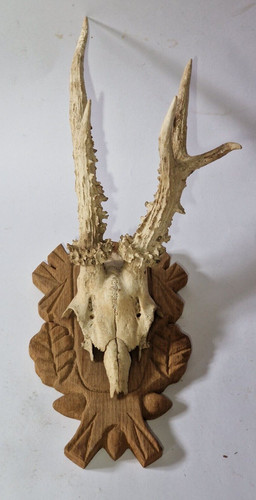 Trophy roebuck real - real, european