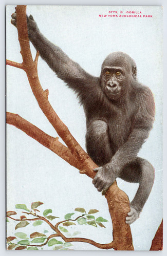 C1910 gorilla tree new - in,