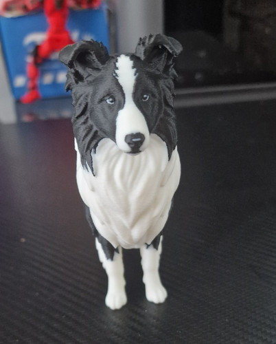 Border collie dog - border,
