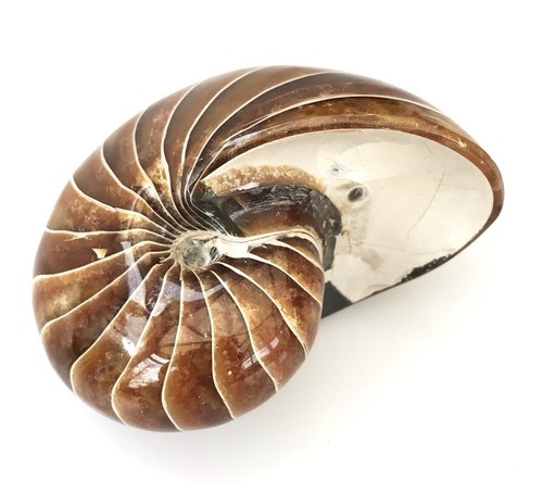 Quality fossil nautilus fully - fossil,