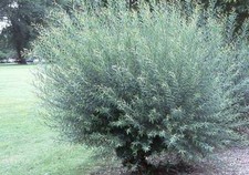2 Basket Willow Bush Cuttings